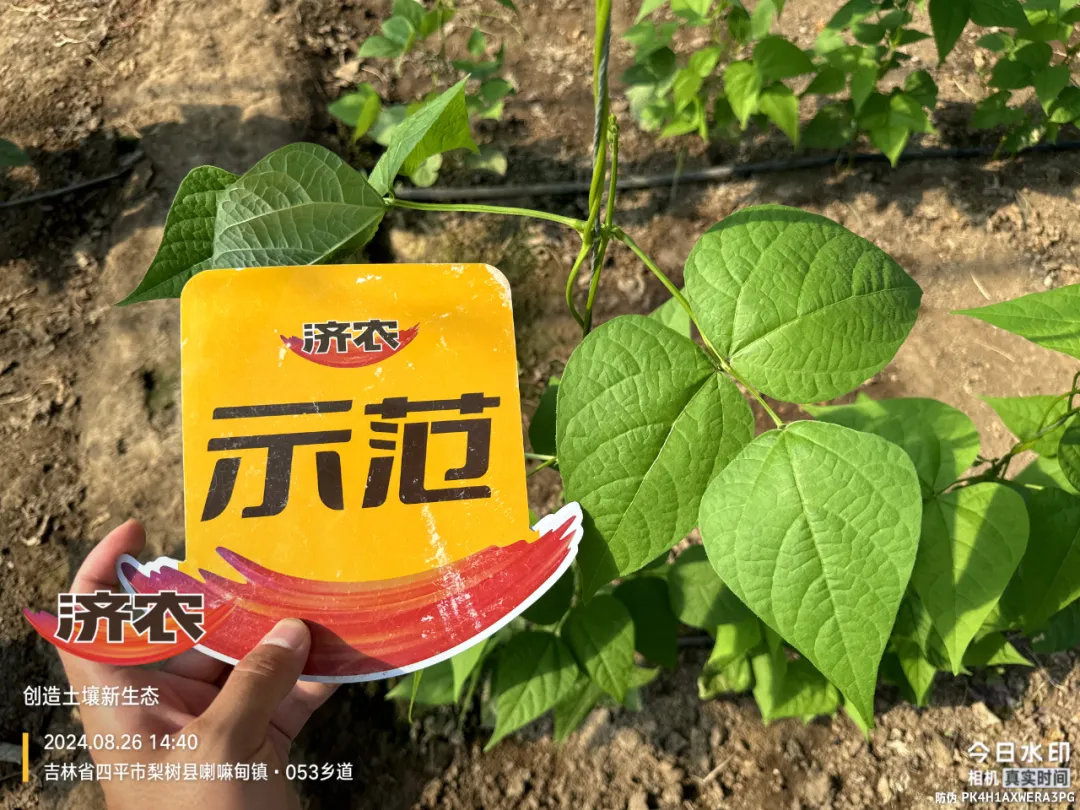 济农大嘴根 高品质豆角种植新选择(图1)