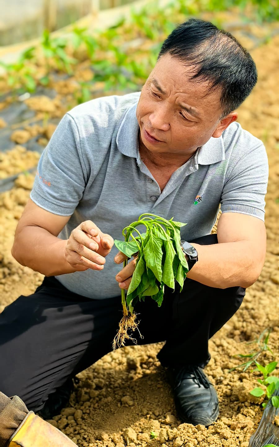 陕西鼎天济农腐殖酸制品有限公司技术专家组组长郑群郎