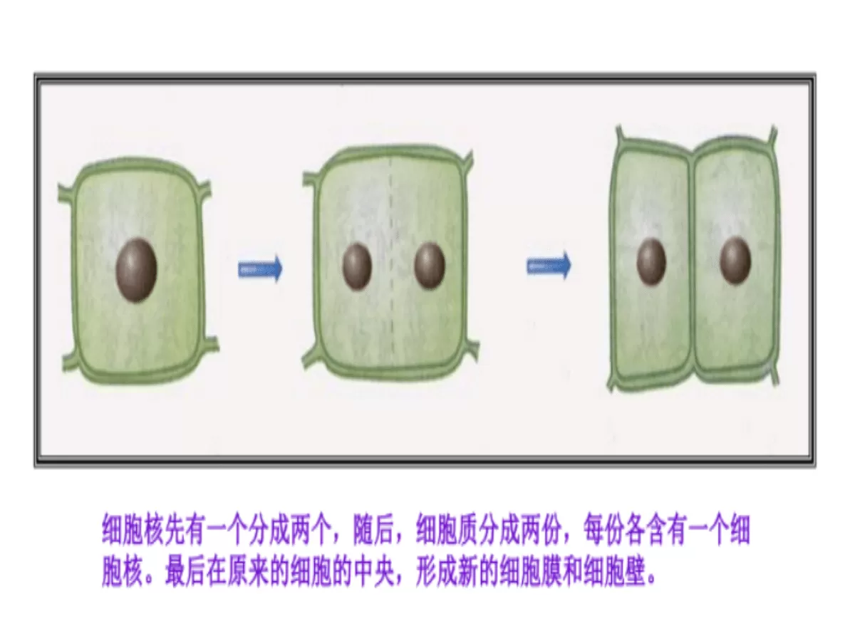 揭秘番茄膨果：从细胞到营养的协同之旅(图5)