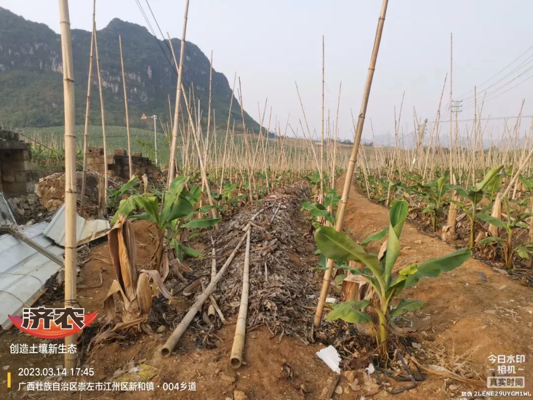 五年深耕，崇左众涵农业用济农乐土书写香蕉种植“长效奇迹”(图3)