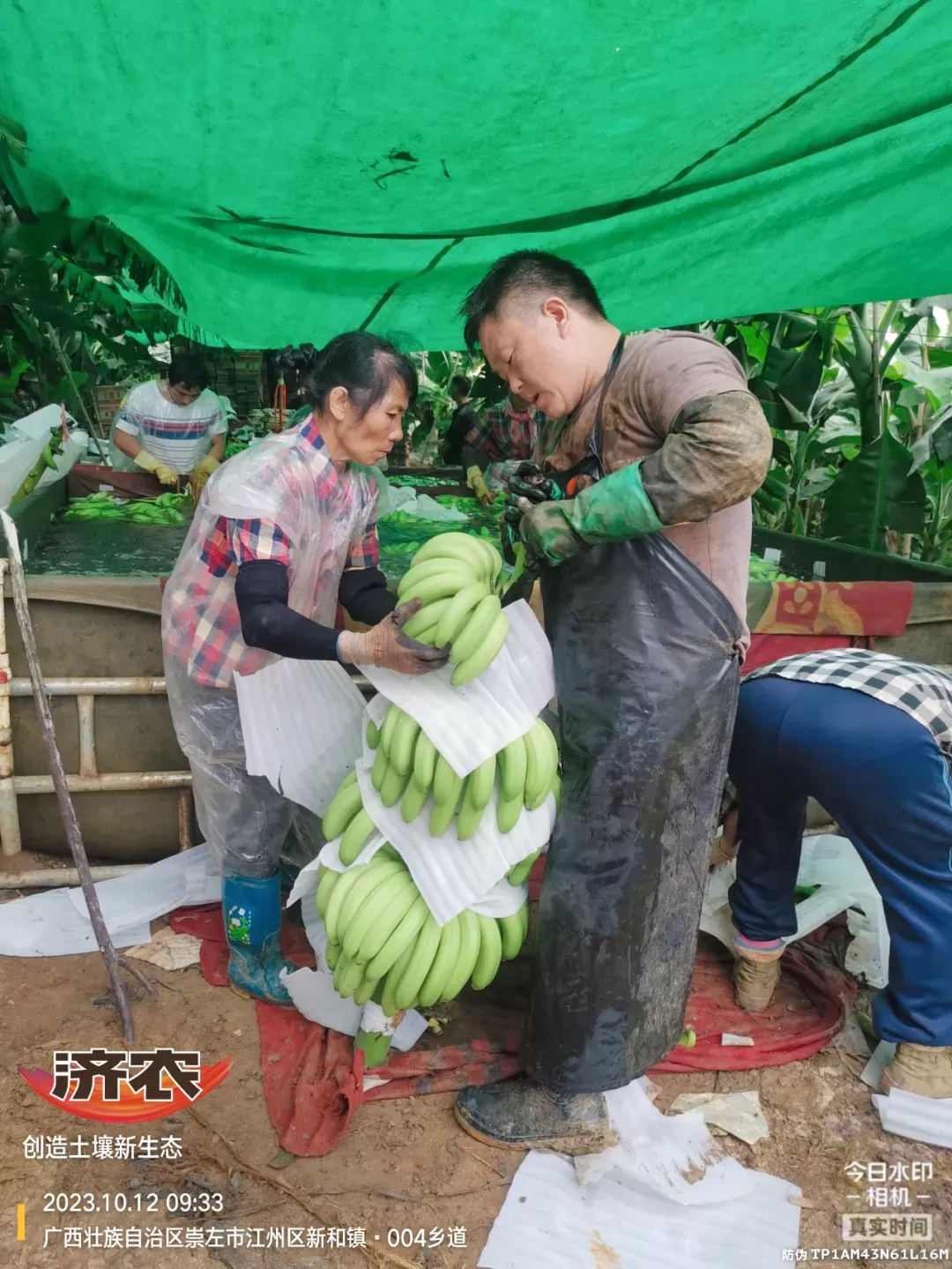 五年深耕，崇左众涵农业用济农乐土书写香蕉种植“长效奇迹”(图9)