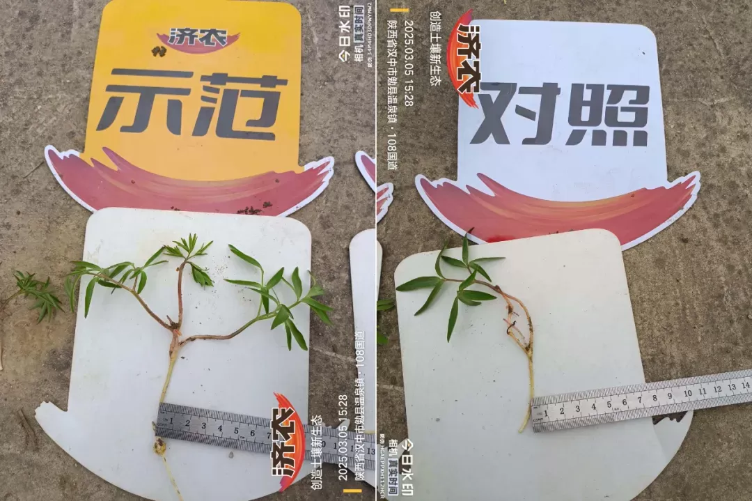 苗期定乾坤:济农知马力让元胡"赢在起跑线"(图2) 苗期定乾坤:济农知马力让元胡"赢在起跑线"(图2)