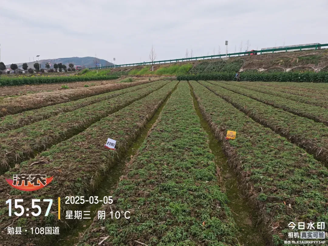 苗期定乾坤:济农知马力让元胡"赢在起跑线"(图1) 苗期定乾坤:济农知马力让元胡"赢在起跑线"(图1)