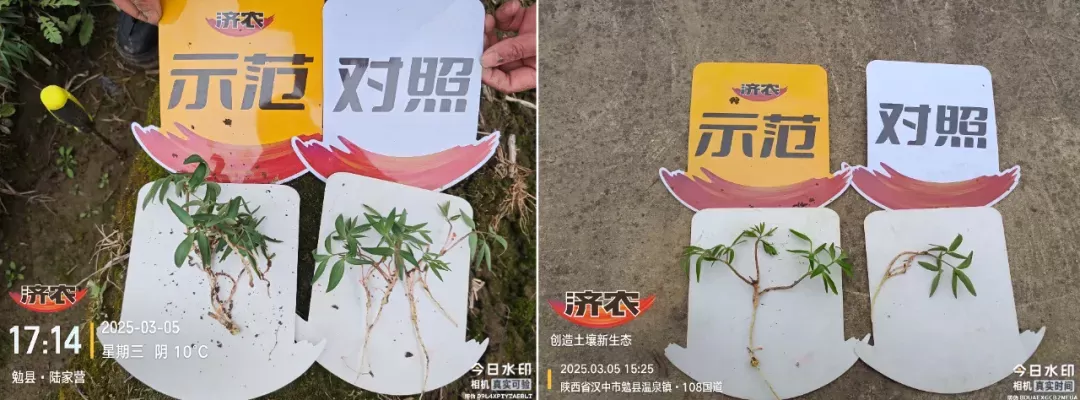 苗期定乾坤:济农知马力让元胡"赢在起跑线"(图3) 苗期定乾坤:济农知马力让元胡"赢在起跑线"(图3)