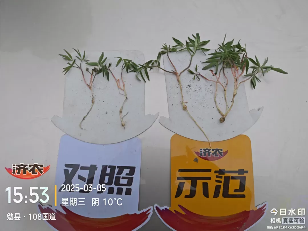 苗期定乾坤:济农知马力让元胡"赢在起跑线"(图5) 苗期定乾坤:济农知马力让元胡"赢在起跑线"(图5)