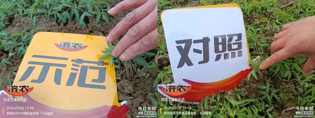 苗期定乾坤:济农知马力让元胡"赢在起跑线"(图4) 苗期定乾坤:济农知马力让元胡"赢在起跑线"(图4)