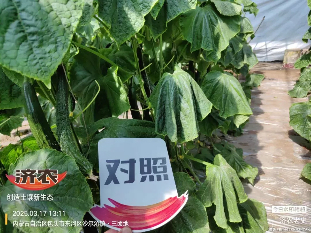 病病殃殃毫无生机,鼎天济农妙手回春(图1) 病病殃殃毫无生机,鼎天济农妙手回春(图1)