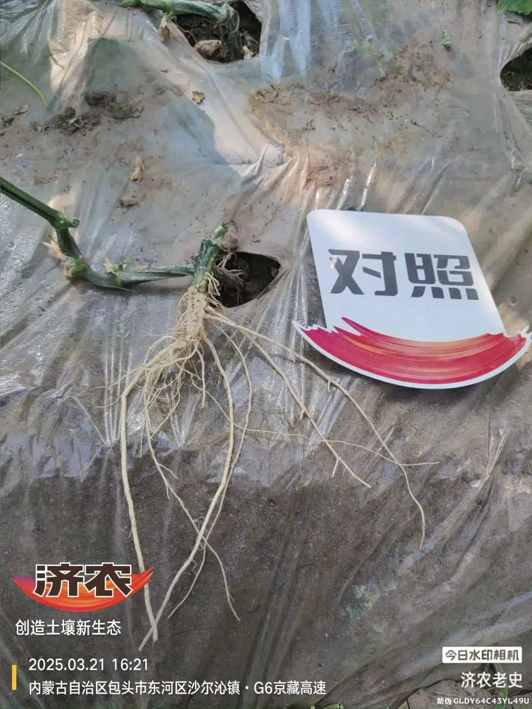 病病殃殃毫无生机,鼎天济农妙手回春(图2) 病病殃殃毫无生机,鼎天济农妙手回春(图2)