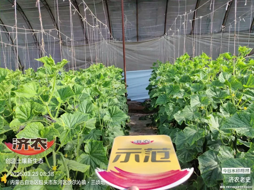 病病殃殃毫无生机,鼎天济农妙手回春(图5) 病病殃殃毫无生机,鼎天济农妙手回春(图5)