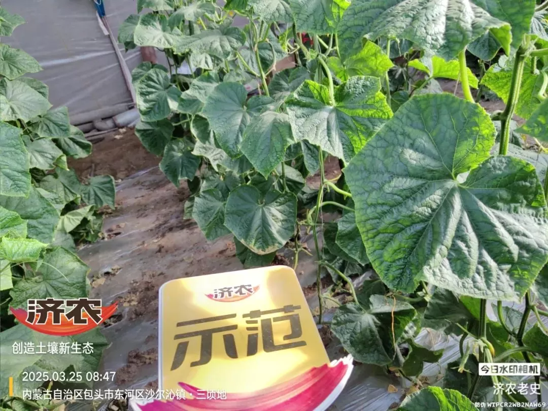 病病殃殃毫无生机,鼎天济农妙手回春(图7) 病病殃殃毫无生机,鼎天济农妙手回春(图7)