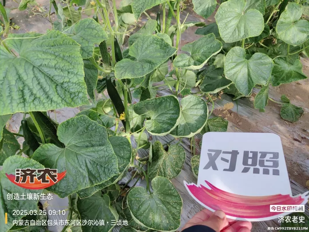 病病殃殃毫无生机,鼎天济农妙手回春(图12) 病病殃殃毫无生机,鼎天济农妙手回春(图12)