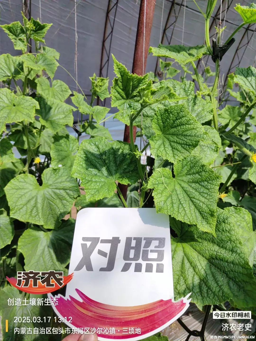 病病殃殃毫无生机,鼎天济农妙手回春(图8) 病病殃殃毫无生机,鼎天济农妙手回春(图8)