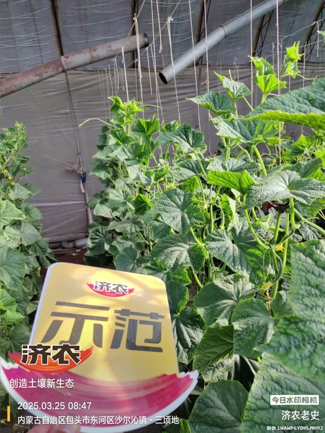 病病殃殃毫无生机,鼎天济农妙手回春(图9) 病病殃殃毫无生机,鼎天济农妙手回春(图9)