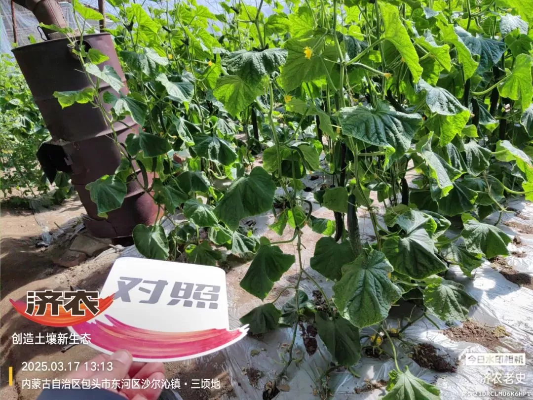 病病殃殃毫无生机,鼎天济农妙手回春(图10) 病病殃殃毫无生机,鼎天济农妙手回春(图10)