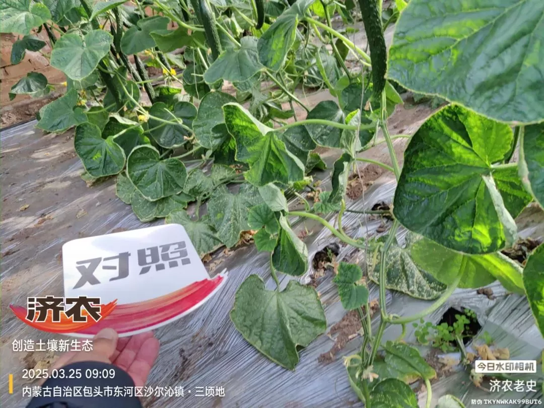 病病殃殃毫无生机,鼎天济农妙手回春(图14) 病病殃殃毫无生机,鼎天济农妙手回春(图14)