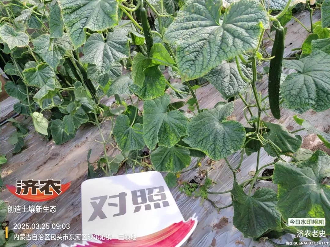 病病殃殃毫无生机,鼎天济农妙手回春(图13) 病病殃殃毫无生机,鼎天济农妙手回春(图13)