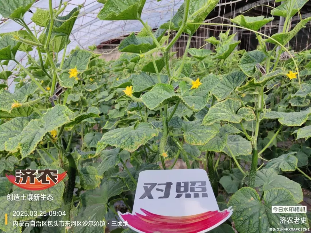 病病殃殃毫无生机,鼎天济农妙手回春(图15) 病病殃殃毫无生机,鼎天济农妙手回春(图15)